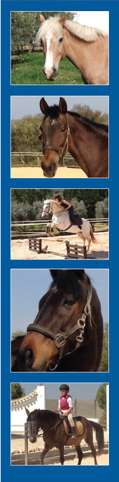 El Rancho - Our Horses